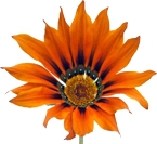 orange flower